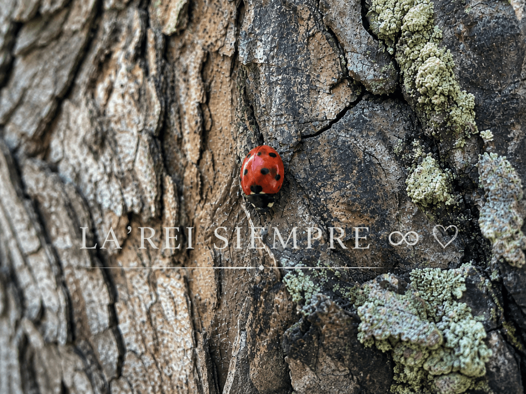 Red ladybird resting on the textured bark of my favourite tree.